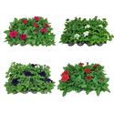 Afbeelding van Petunia P9 divers